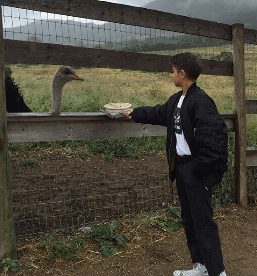 Jackson Chambers Feeding The Ostrich